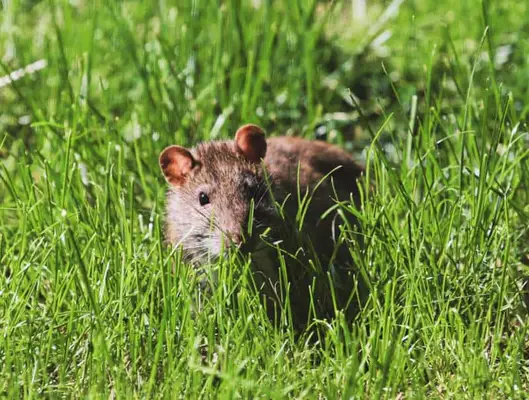 Rat Dreams: sette significati nascosti di un sogno normale