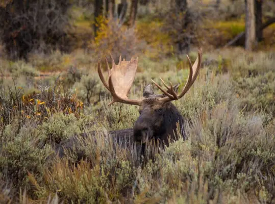 spirit guides cancer