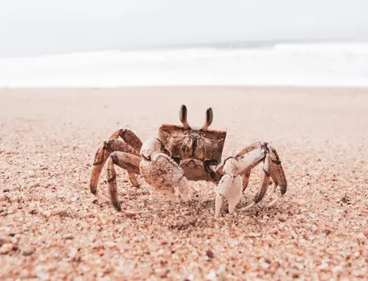 cancer spirit animal