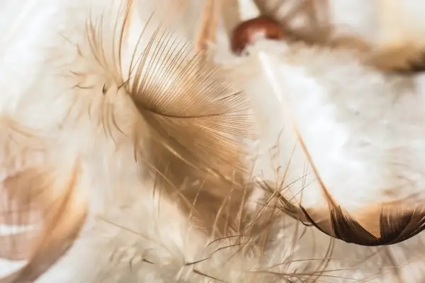 feathers symbolism