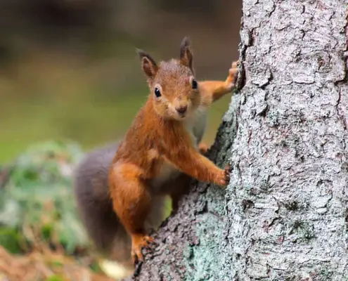 capricorn spirit guide