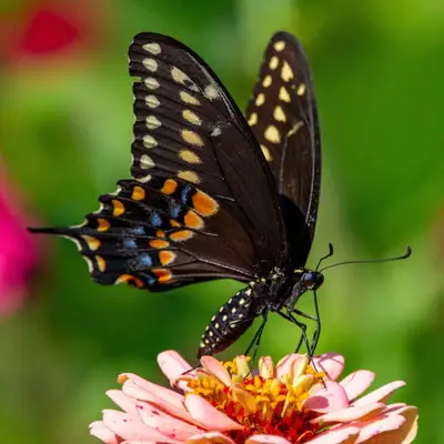 swallowtail butterfly