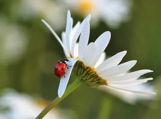 Ladybug Folklore