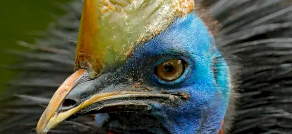 Casoar, Oiseaux, Oiseaux incapables de voler, Messages et totems d'animaux, Symbolisme du casoar, Signification du casoar, Totem du casoar, Rêve de casoar, Messages