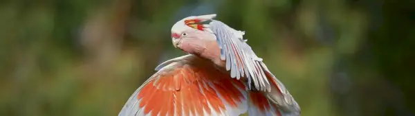 Signification du cacatoès