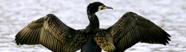 Symbolisme du cap cormoran