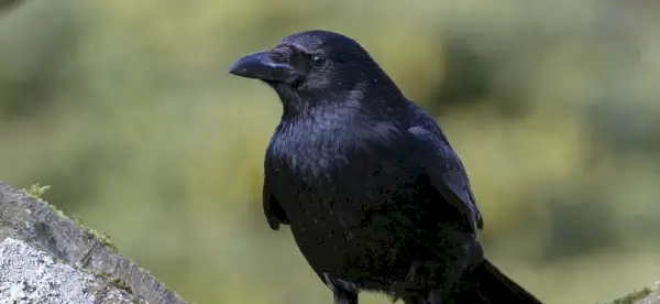 Symbolisme du corbeau, signification du corbeau, totem du corbeau, rêve du corbeau et messages