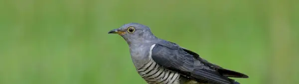 Symbolisme du coucou eurasien