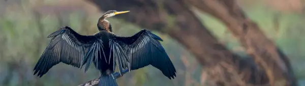 Symbolisme Anhinga