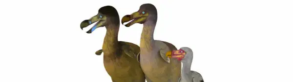 Symbolisme Dodo, Totem, rêves et messages