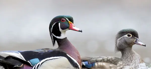 Symbolisme du canard, signification du canard, totem du canard, rêve du canard et messages