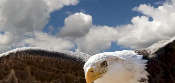 Symbolisme de l'aigle, signification de l'aigle, totem de l'aigle, rêve d'aigle, oiseaux, oiseaux de proie, aigle royal, pygargue à tête blanche, aigle de mer