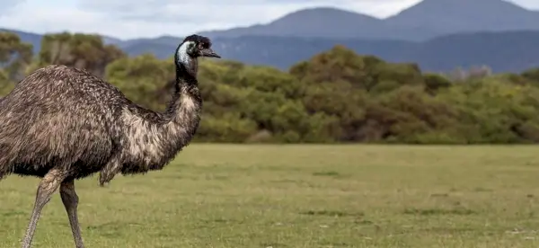 Symbolisme de l'émeu