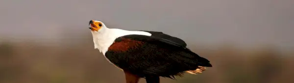 Symbolisme de l'aigle pêcheur africain