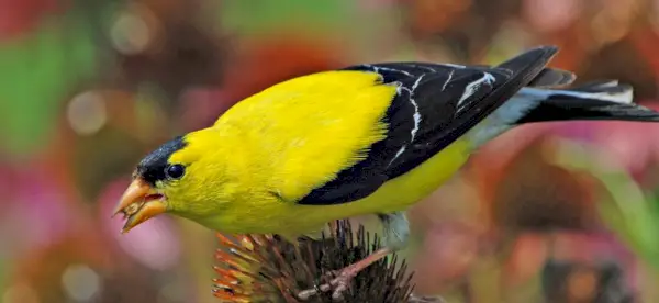 Chardonneret, Messages Animaux, Totems, Symbolisme Du Chardonneret, Signification Du Chardonneret, Totem De Chardonneret, Rêve De Chardonneret, Messages