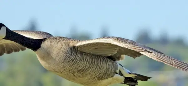 Symbolisme de l'oie, signification de l'oie, totem de l'oie, rêve d'oie, messages