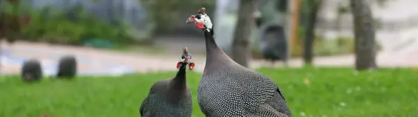 Symbolisme de la pintade