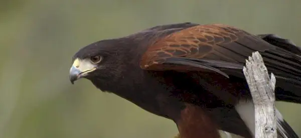 Faucon, Signification du faucon, Rêve de faucon, Totem du faucon, Symbolisme du faucon, Oiseau, Spirit-Animals.com