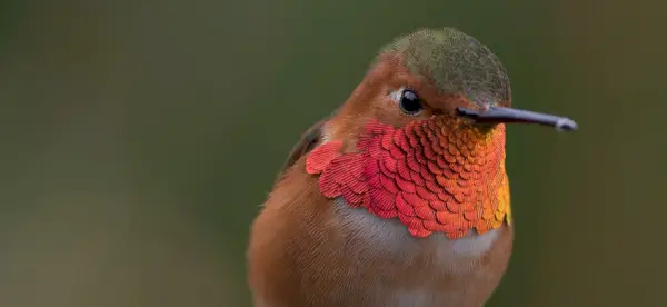 Symbolisme du colibri, signification du colibri, totem du colibri, rêve du colibri et messages