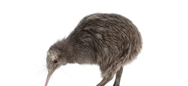 Symbolisme du kiwi brun de l'Île du Nord