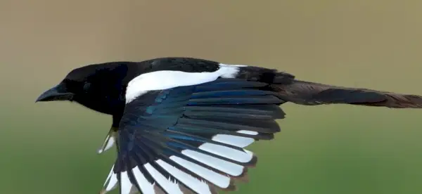 Symbolisme de la pie, signification de la pie, totem de la pie, rêve de la pie et messages