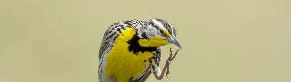 Symbolisme de l'alouette des prés