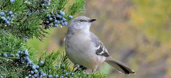 Symbolisme de l'oiseau moqueur