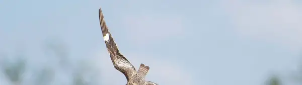 Symbolisme de Nighthawk