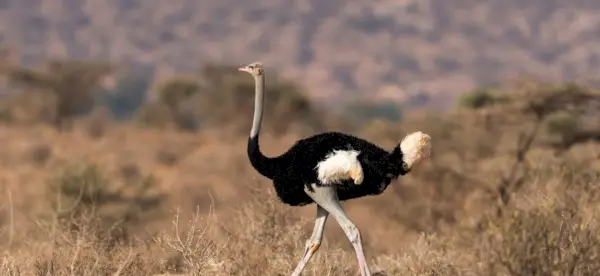 Symbolisme de l'autruche, signification de l'autruche, totem d'autruche, rêve d'autruche et messages
