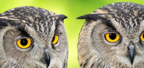 Signification du hibou, symbolisme du hibou, totem du hibou, rêve du hibou, oiseaux, Spirit-Animals.com