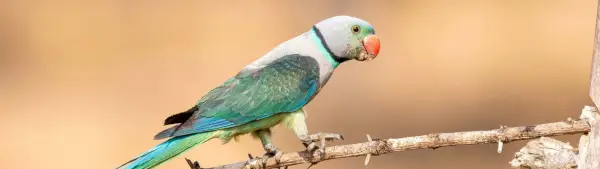 Symbolisme de la perruche Malabar