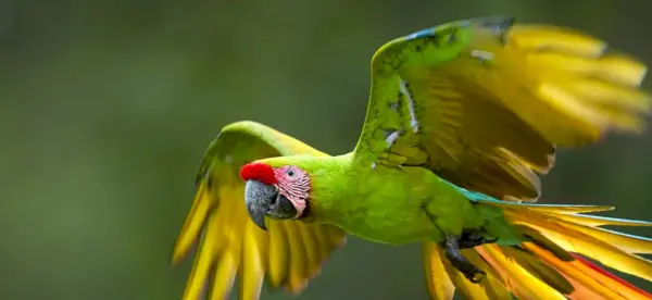 Symbolisme du perroquet, signification du perroquet, totem du perroquet, rêve du perroquet et messages