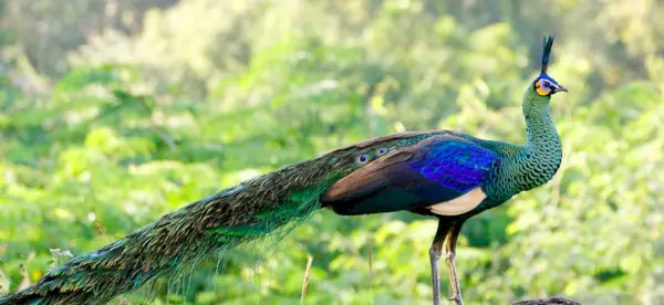 Symbolisme du paon, signification du paon, totem du paon, rêve du paon et messages