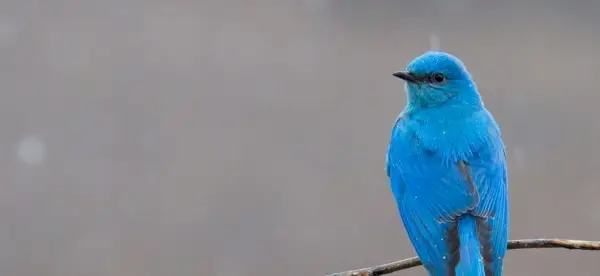 Symbolisme de l'oiseau bleu