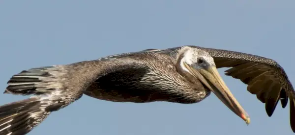 Symbolisme du pélican, signification du pélican, totem du pélican, rêve du pélican et messages