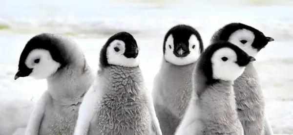 Symbolisme du pingouin, signification du pingouin, totem du pingouin, rêve du pingouin