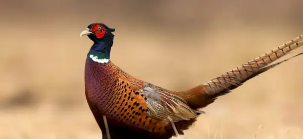 Symbolisme du faisan, signification du faisan, totem du faisan, rêve du faisan et messages