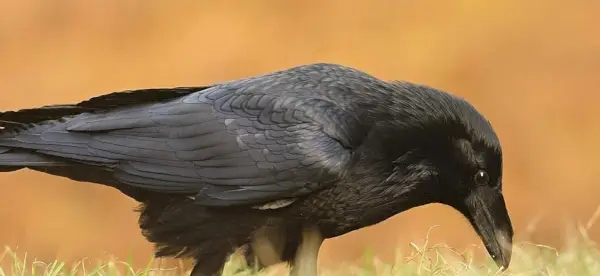Corbeau, Signification du Corbeau, Totem du Corbeau, Rêve du Corbeau, Symbolisme du Corbeau, Oiseaux, Spirit-Animals.com