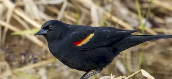 Symbolisme, signification, totems, rêves et messages du merle rouge