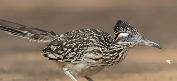 Symbolisme, signification, totems, rêves et messages de Roadrunner