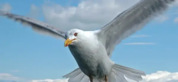 Mouette, oiseaux, messages et totems d'animaux, Spirit-Animals.com, totem de mouette, signification de mouette, rêve de mouette, totem animal esprit de mouette