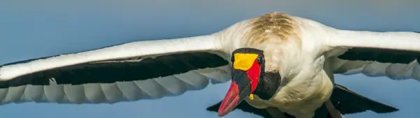 Symbolisme de la cigogne