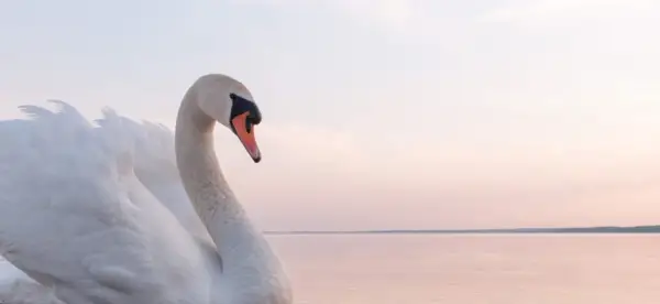 Symbolisme du cygne, signification du cygne, totem du cygne, rêve du cygne et messages