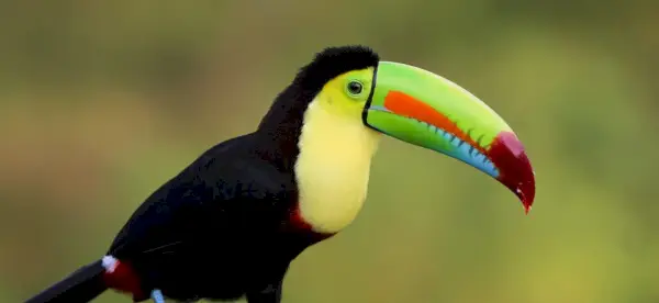 Symbolisme du toucan, signification du toucan, totem du toucan, rêve du toucan et messages