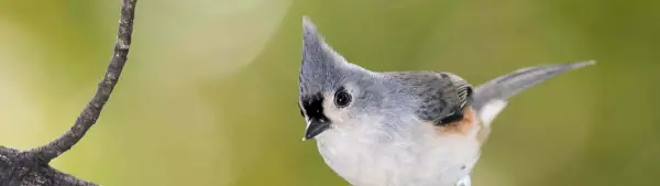 Symbolisme de la mésange touffue