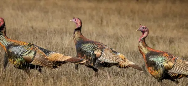 Symbolisme de la Turquie, signification de la Turquie, totem de la Turquie, rêve de la Turquie et messages