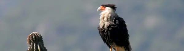 Symbolisme du Caracara à crête