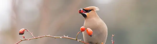 Symbolisme du jaseur