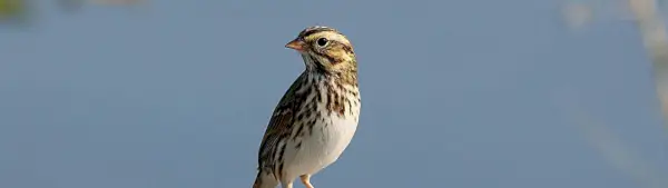 Symbolisme de l'alouette des bois