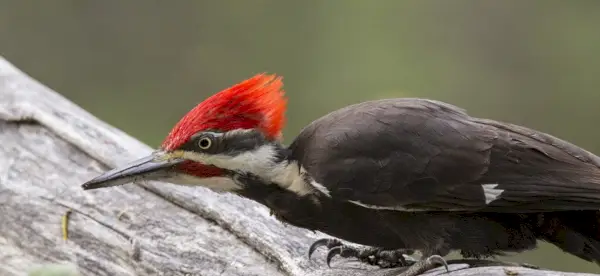 Symbolisme du pic, signification du pic, totem du pic, rêve du pic et messages